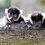 黑白领狐猴四年内两次成功生育三胞胎(组图) 动物世界
