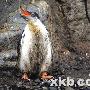 南极反常暴风雨致万只小企鹅被冻死(组图) 动物世界