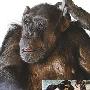 長壽黑猩猩將發個人單曲 出演MTV(圖) 動物世界