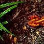 新奇“寵物”紅瘰疣螈首現西雙版納(組圖) 動物世界