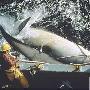 日本大规模捕鲸将再遭绿色和平组织对抗 动物世界