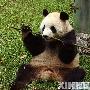 中国大熊猫宝宝在奥地利获名“福龙”(图) 动物世界