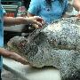 150公斤重百岁海龟死亡将被制成标本(图) 动物世界