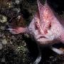 粉红色“长手鱼”【鱼类新物种 鱼鳍进化成“手”】 动物世界