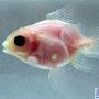 透明金鱼【10种奇美透明动物】 动物世界