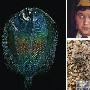 透明比目鱼【10种奇美透明动物】 动物世界