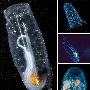 透明樽海鞘【10种奇美透明动物】 动物世界