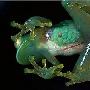 透明青蛙【10种奇美透明动物】 动物世界