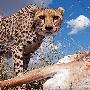 獵豹母親和幼豹【肯尼亞的動物世界】 動物世界