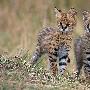 两只小野猫【肯尼亚的动物世界】 动物世界