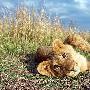 非洲幼狮【肯尼亚的动物世界】 动物世界