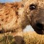 斑点鬣狗【肯尼亚的动物世界】 动物世界