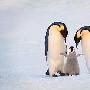 帝企鹅【动物界的母爱】 动物世界