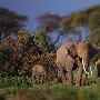 非洲象【动物界的母爱】 动物世界