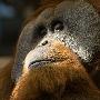 苏门答腊猩猩【最新濒危动物名录】 动物世界