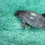 小頭鼠海豚【最新瀕危動物名錄】 動物世界