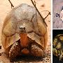 犁头龟【地球上濒临灭绝的12种珍奇动物】 动物世界
