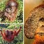 苏门答腊猩猩【地球上濒临灭绝的12种珍奇动物】 动物世界