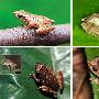卢文氏树蛙【地球上濒临灭绝的12种珍奇动物】 动物世界