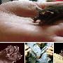 佛罗里达蓬毛蝠【地球上濒临灭绝的12种珍奇动物】 动物世界