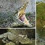 古巴鳄鱼【地球上濒临灭绝的12种珍奇动物】 动物世界