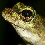 绿眼蛙【地球上濒临灭绝的12种珍奇动物】 动物世界