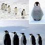 帝企鹅的大迁徙【令人震撼的动物大迁徙】 动物世界
