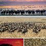 角马的大迁徙【令人震撼的动物大迁徙】 动物世界