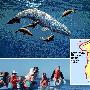 灰鲸的大迁徙【令人震撼的动物大迁徙】 动物世界