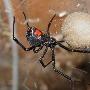 黑寡妇蜘蛛【地球上最毒的动物】 动物世界