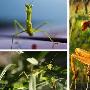 螳螂：美丽的掠食者【六种被误解的昆虫杀手】 动物世界