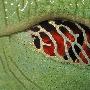 树蛙的红眼睛【动物们是如何看世界的】 动物世界