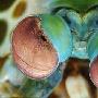 螳螂虾的眼睛【动物们是如何看世界的】 动物世界
