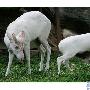 白化鹿【白化动物】 动物世界