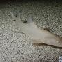 白化豹纹鲨【白化动物】 动物世界
