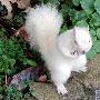 白化松鼠【白化动物】 动物世界
