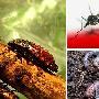 蟑螂、蚊子和蚯蚓【十大生命力最强的动物】 动物世界