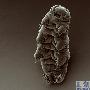 Tardigrades【十大生命力最强的动物】 动物世界