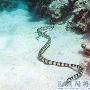 钩吻海蛇【世界上6大最毒生物】 动物世界