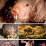 裸鼹鼠：非同寻常的地下挖掘工【自然界七大建筑奇观】 动物世界
