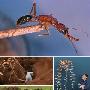 蚂蚁：超强的地下打洞机【自然界七大建筑奇观】 动物世界
