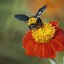 蜜蜂【八种能识数的动物】 动物世界