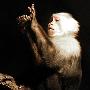 猕猴【八种能识数的动物】 动物世界