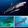 鮣鱼与鲨鱼共舞【海洋七大共生奇观】 动物世界