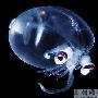 透明乌贼【大自然的透明生物】 动物世界