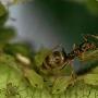 阿根廷蚁【揭秘奇妙蚂蚁世界】 动物世界