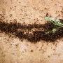 游牧蚁群【揭秘奇妙蚂蚁世界】 动物世界