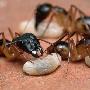 斑糖蚁【揭秘奇妙蚂蚁世界】 动物世界