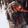 绯红金刚鹦鹉【“鸟类天堂”伯利兹】 动物世界