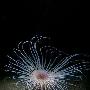 龙虾【英国海岸十大奇特海洋生物】 动物世界